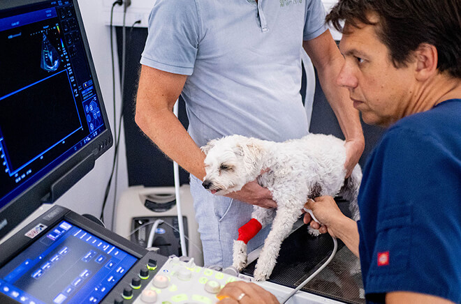 Cardiologie vétérinaire