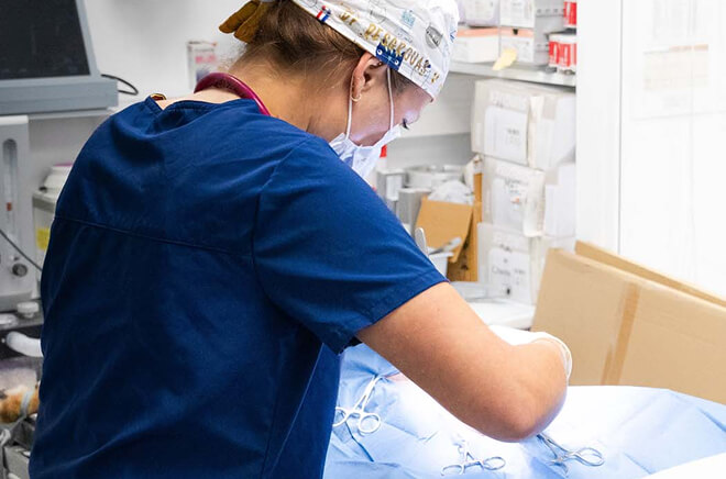 Chirurgie vétérinaire