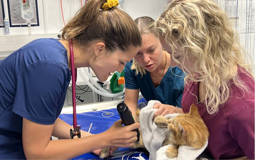 équipe vétérinaire à pornic