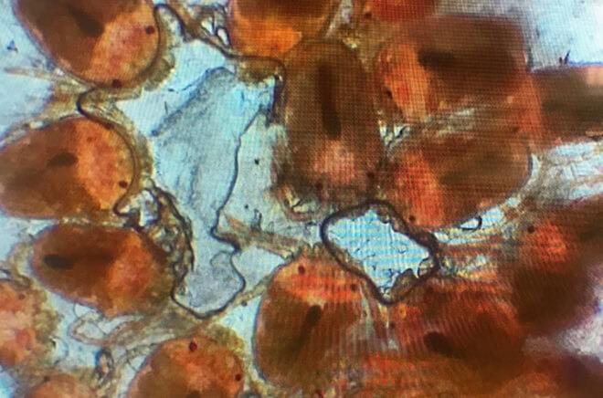 Dermatologie vétérinaire