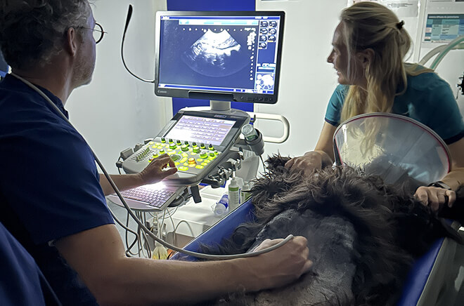 Echographie vétérinaire
