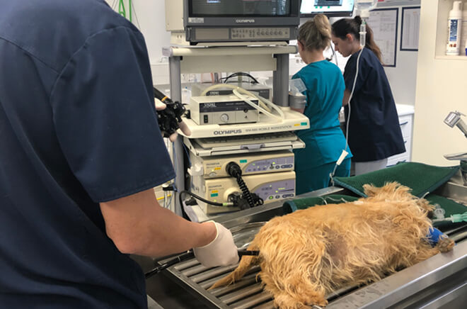 Endoscopie vétérinaire