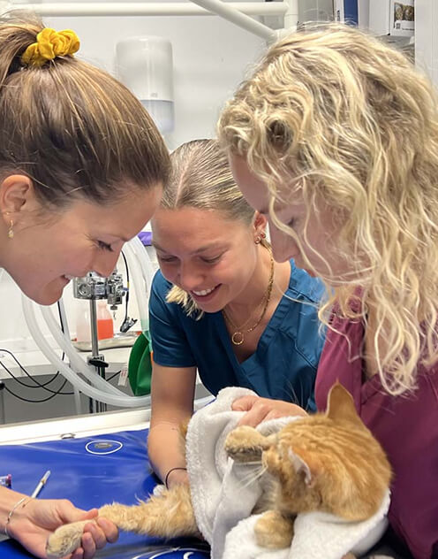 3 v&eacute;t&eacute;rinaires qui consultent un chat