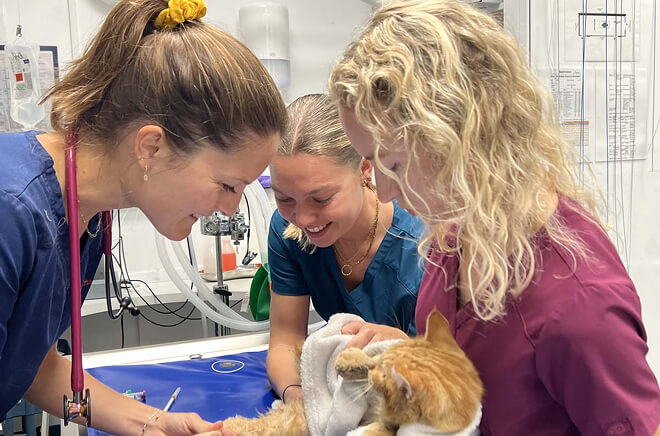 Services vétérinaires, Médecine générale 