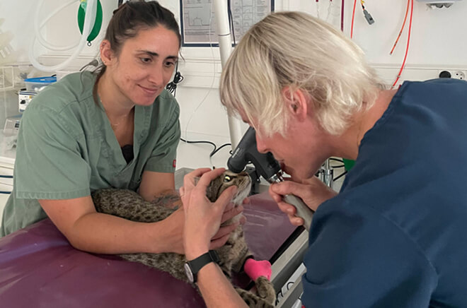 Ophtalmologie vétérinaire