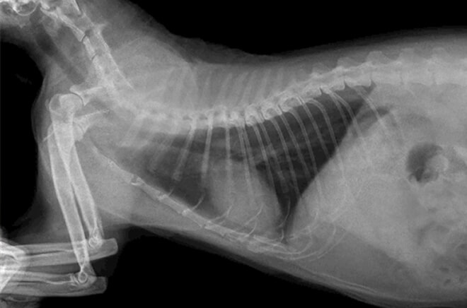 Radiologie vétérinaire