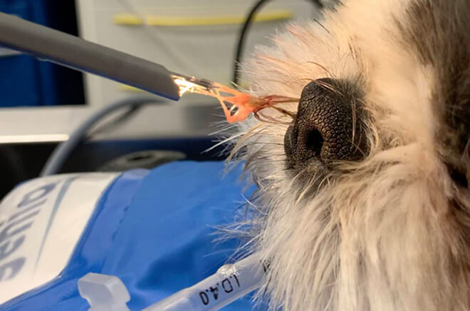 Vidéo-otoscopie et Rhinoscopie vétérinaire