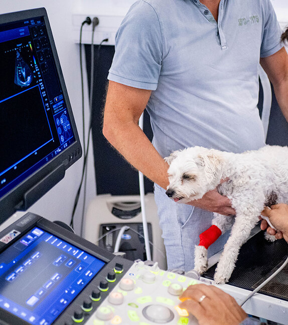 imagerie vétérinaire d'un chien 