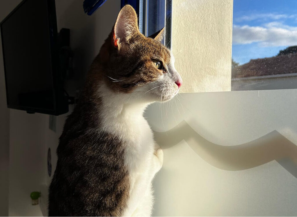 Cat friendly clinic, clinique vétérinaire pour chats et chatons