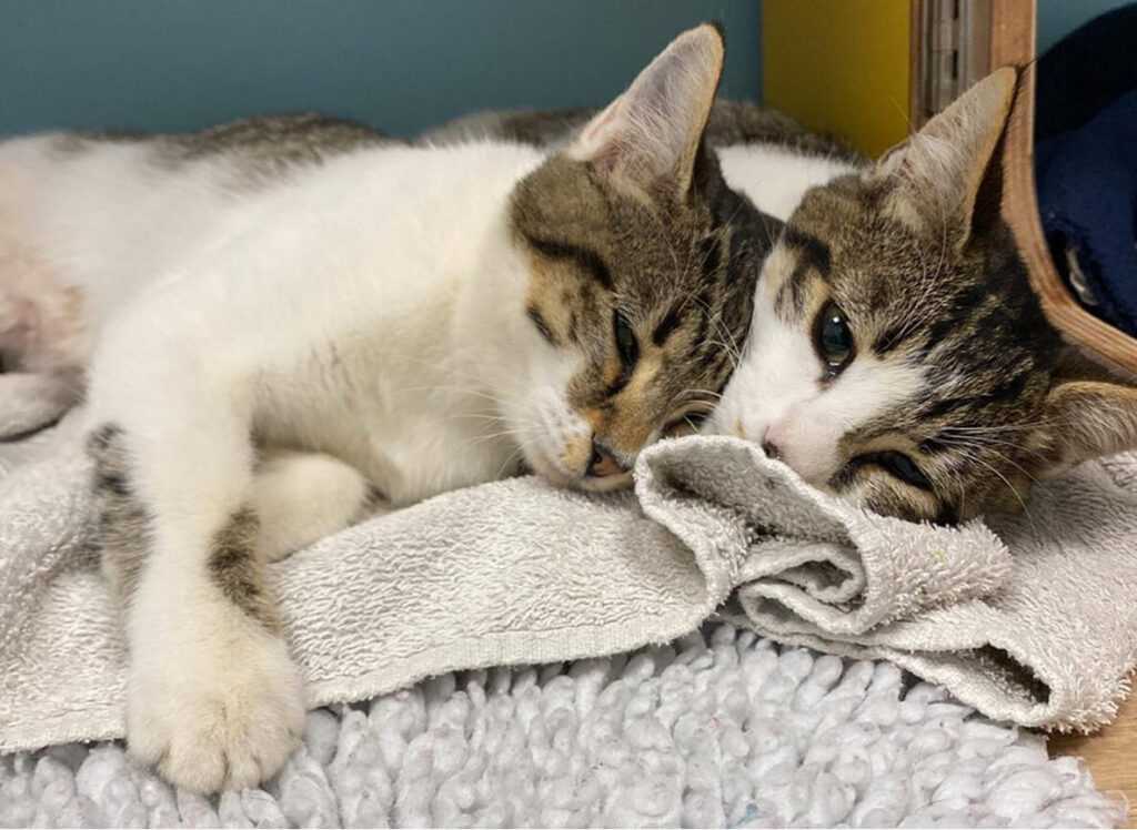 Conseils santé chat