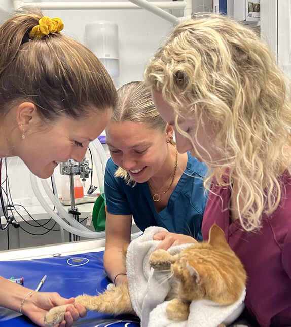 Vétérinaires de la clinique du Grand Large à Pornic