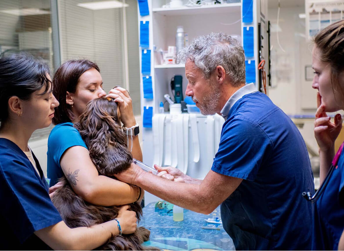 Référer un cas vétérinaire