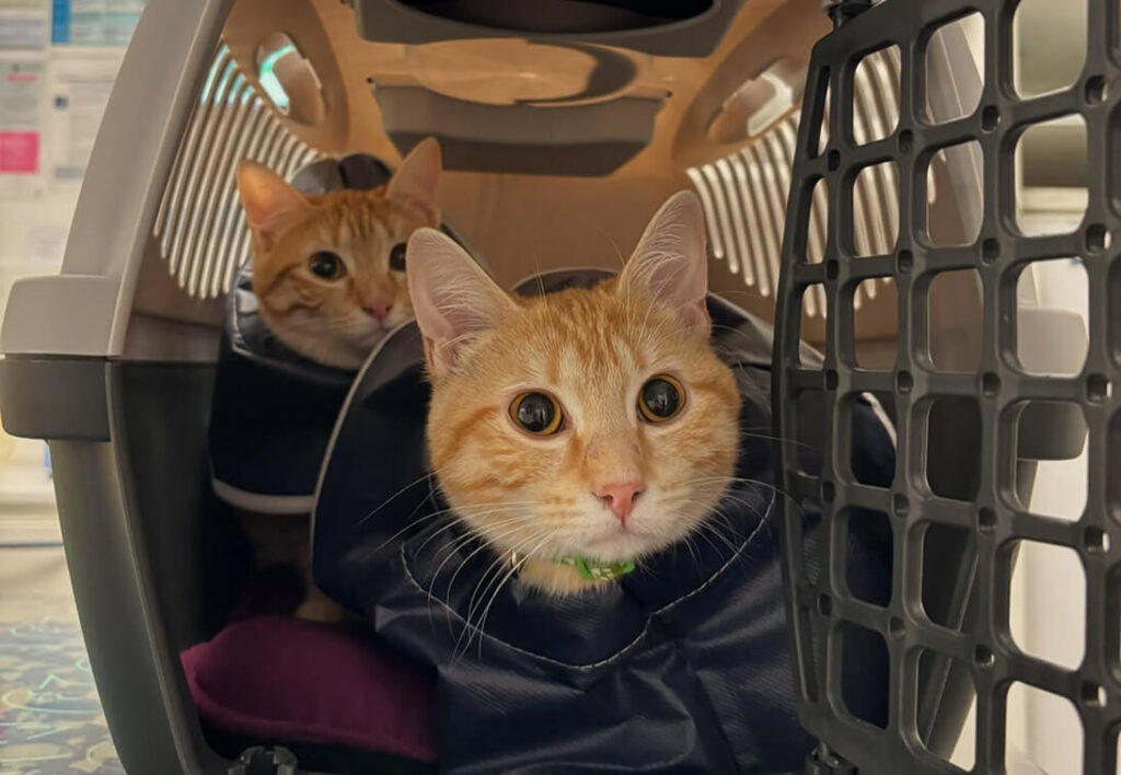 Préparer la visite de son chat